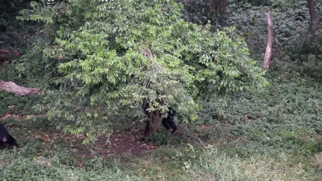 Chimpanzee Family Resting Together