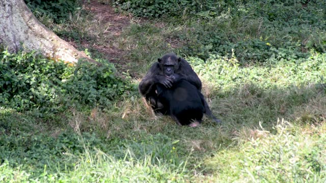 Young Chimpanzees Playing