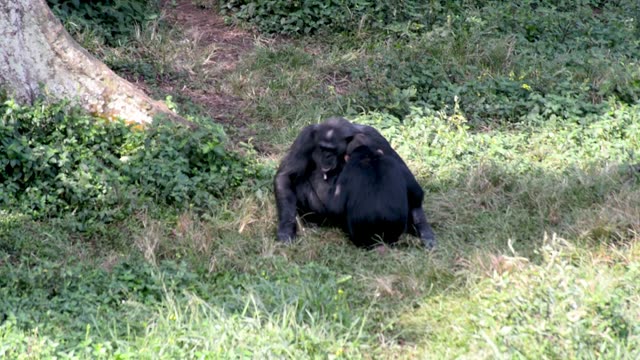 Young Chimpanzees Playing