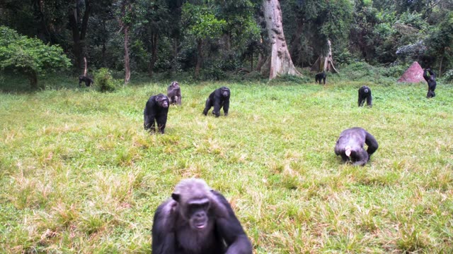 Young Chimpanzees Playing