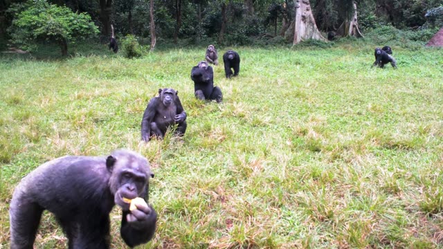 Young Chimpanzees Playing