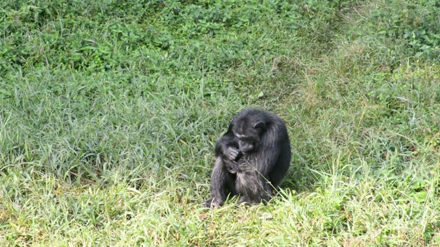 Young Chimpanzees Playing