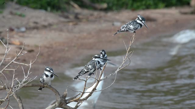 Pied Kingfishers On Branch