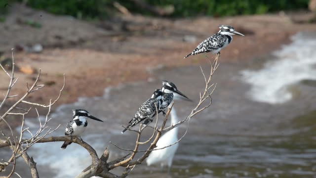 Pied Kingfishers On Branch