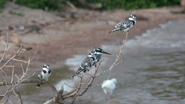 Pied Kingfishers On Branch