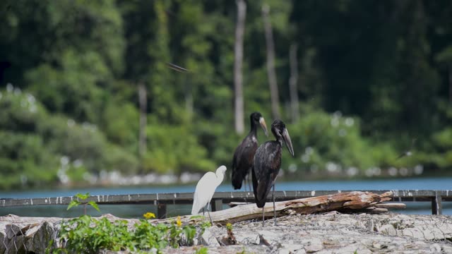 Saddle-Billed Stork By Water
