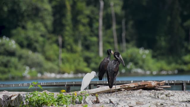 Saddle-Billed Stork By Water