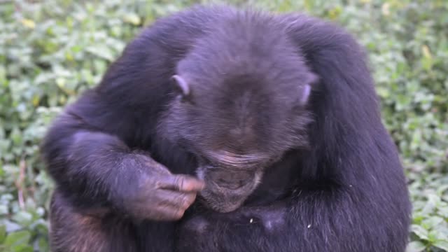 Chimpanzee Grooming Infant