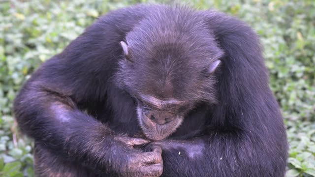 Chimpanzee Grooming Infant