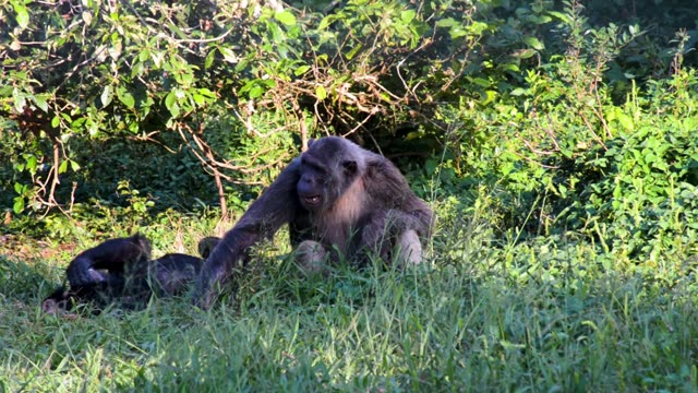 Chimpanzee Grooming Infant