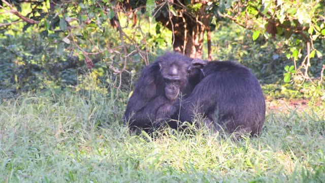 Chimpanzee Grooming Infant