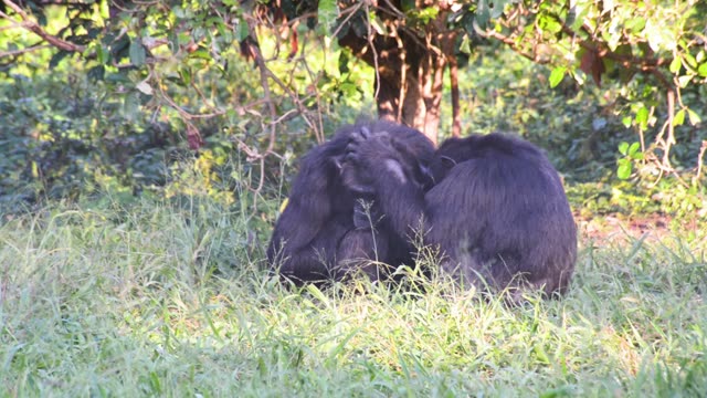 Chimpanzee Grooming Infant