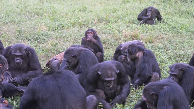 Chimpanzee Grooming Infant