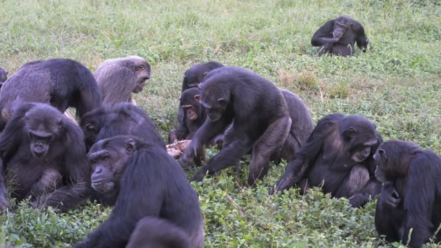 Chimpanzee Grooming Infant