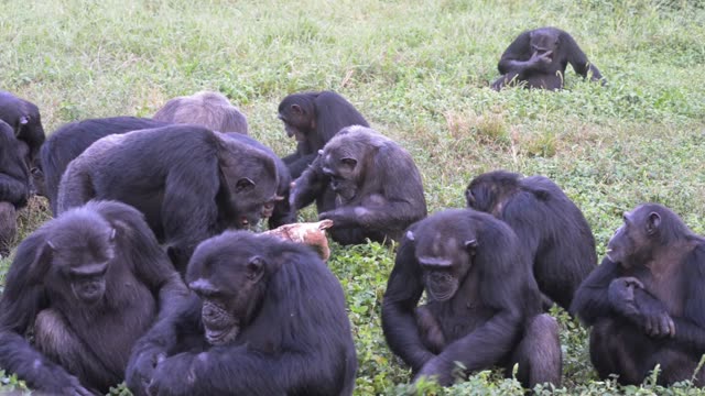 Chimpanzee Grooming Infant