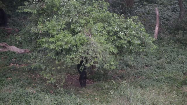 Chimpanzee Grooming Infant