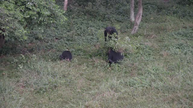 Chimpanzee Grooming Infant