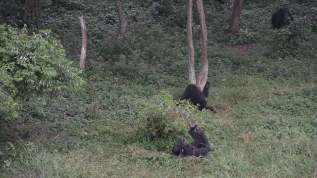 Chimpanzee Grooming Infant