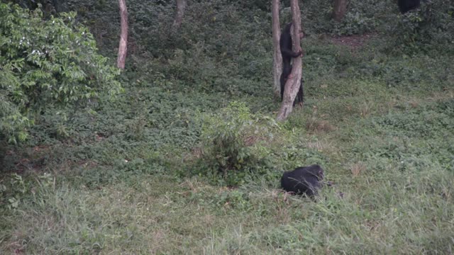Chimpanzee Grooming Infant