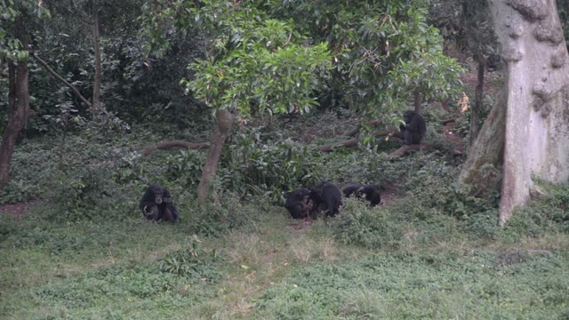 Chimpanzee Grooming Infant