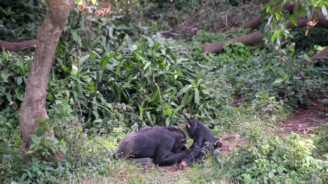 Chimpanzee Grooming Infant