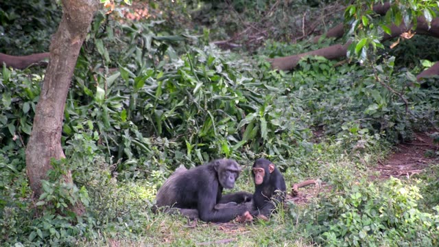 Chimpanzee Grooming Infant