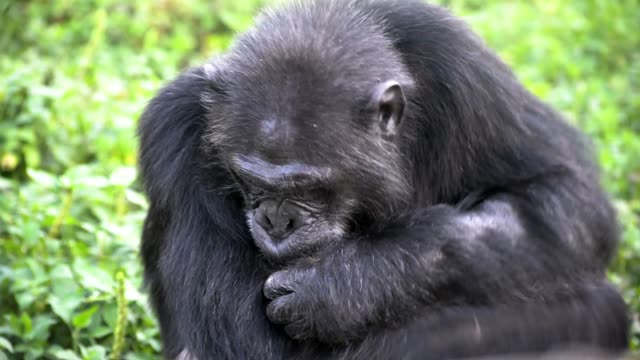 Chimpanzee Grooming Infant