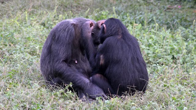 Chimpanzee Grooming Infant