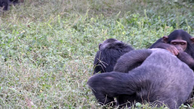 Chimpanzee Grooming Infant