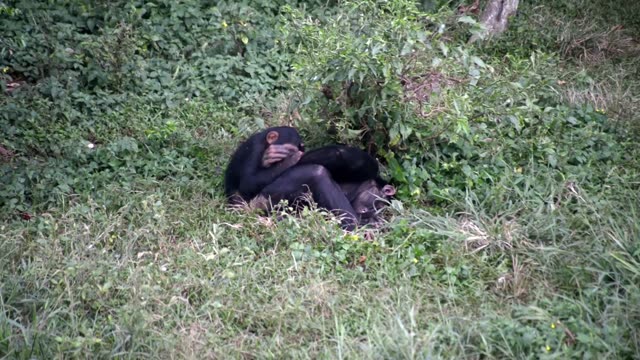 Chimpanzee Grooming Infant