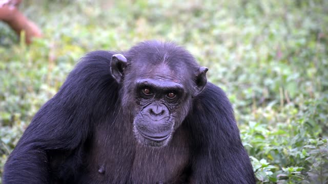 Chimpanzee Grooming Infant