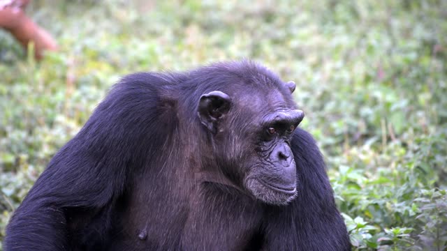 Chimpanzee Grooming Infant
