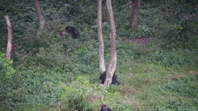 Chimpanzee Grooming Infant