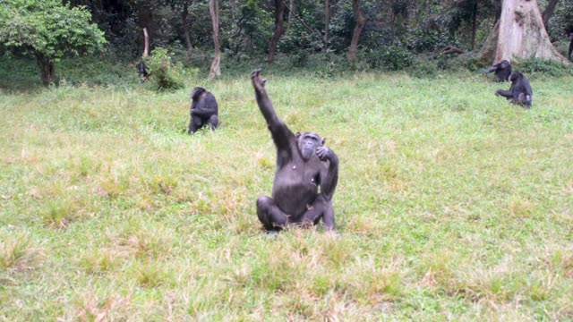 Chimpanzee Grooming Infant