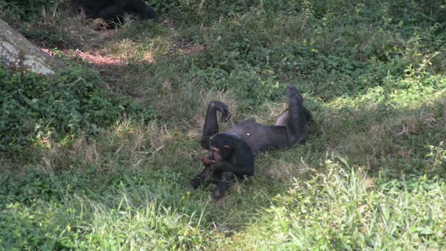 Chimpanzee Grooming Infant