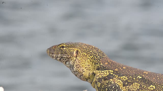 Nile Monitor Lizard Close Up