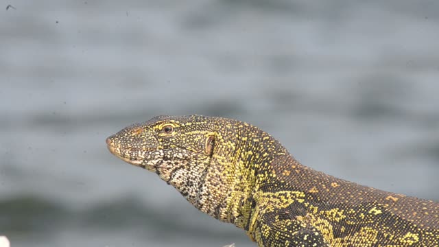 Nile Monitor Lizard Close Up