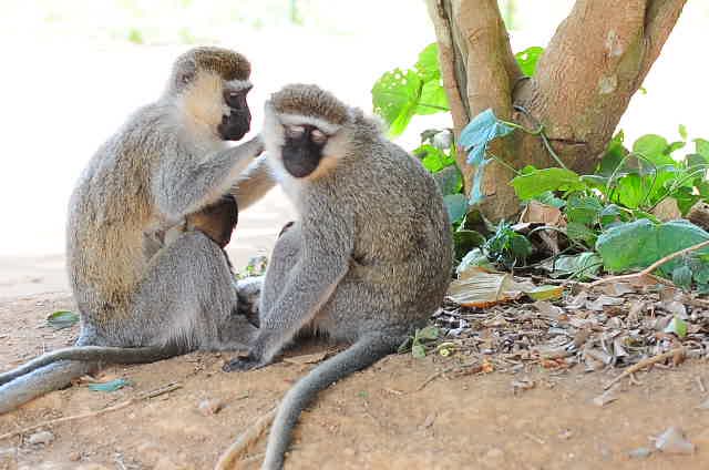 Vervet Monkey In Tree
