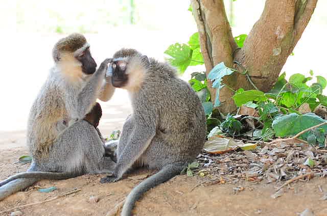 Vervet Monkeys Grooming Together