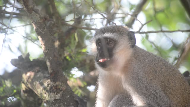 Vervet Monkey In Tree