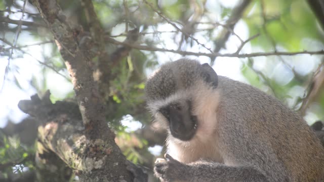Vervet Monkeys Grooming Together
