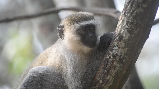 Vervet Monkeys Grooming Together