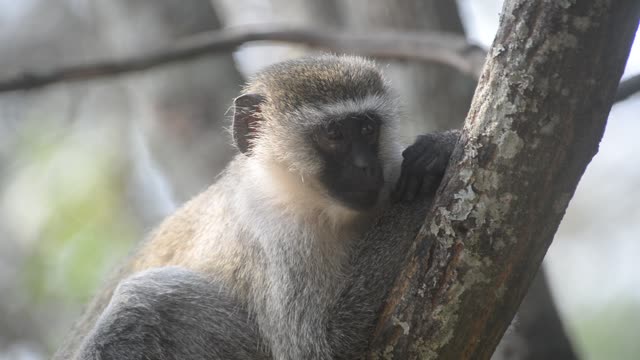 Vervet Monkey In Tree