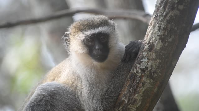 Vervet Monkeys Grooming Together