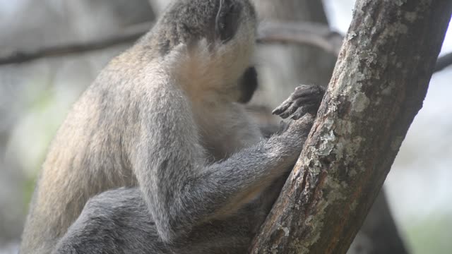 Vervet Monkey In Tree