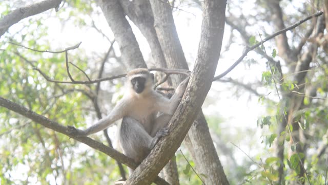 Vervet Monkeys Grooming Together