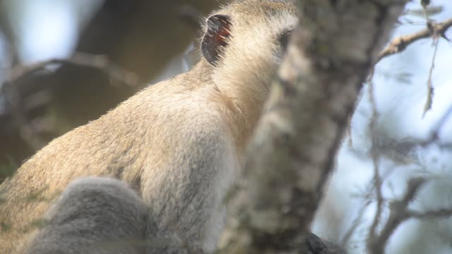 Vervet Monkeys Grooming Together