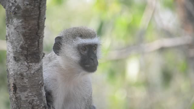 Vervet Monkey In Tree