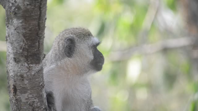Vervet Monkeys Grooming Together