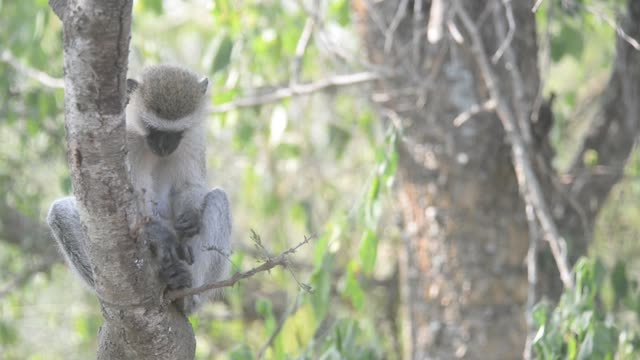 Vervet Monkey In Tree